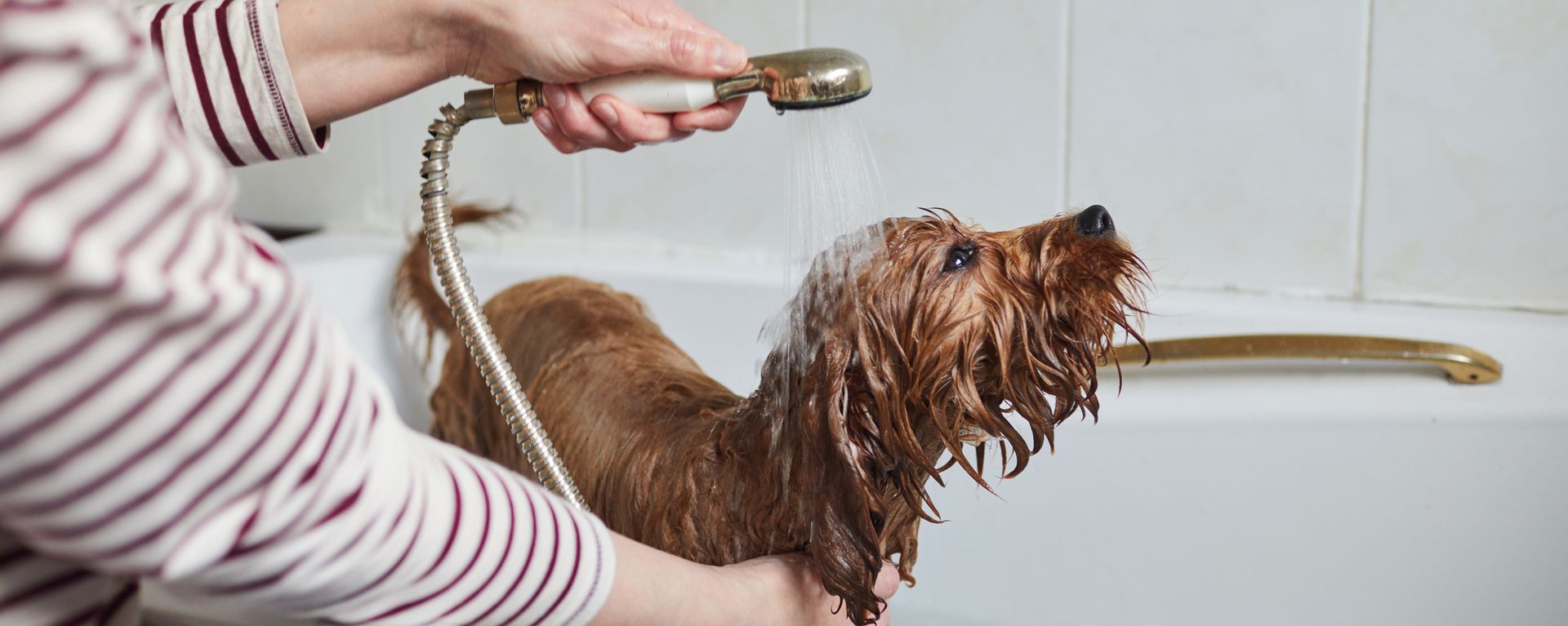 Как ухаживать за шерстью собаки - как вычесывать, стричь и купать