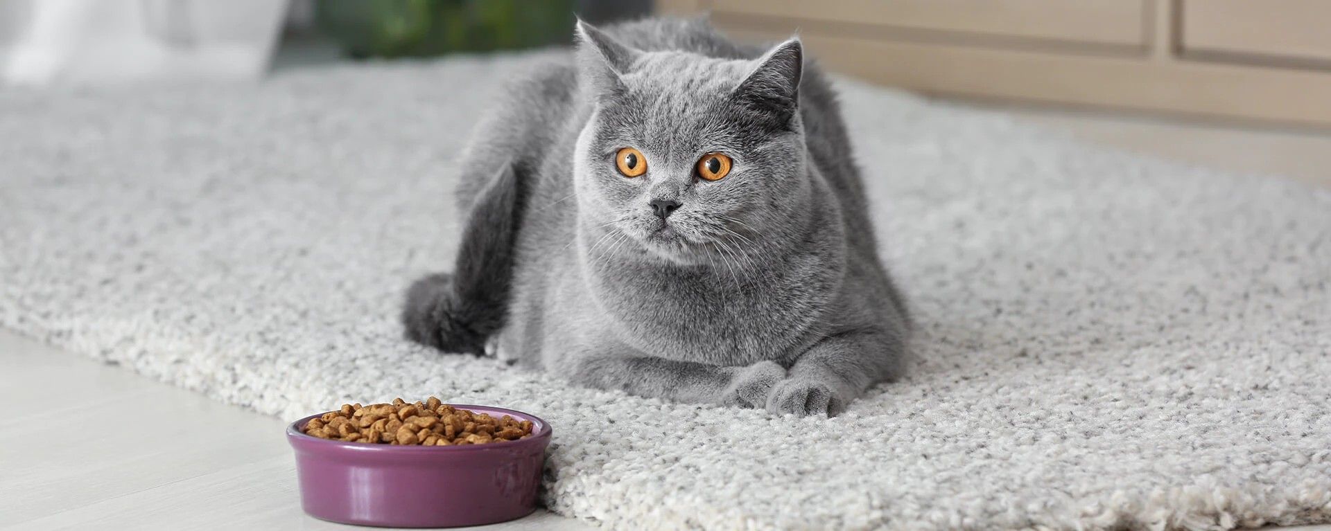 Диета и корм для котов с чувствительным пищеварением и проблемами ЖКТ