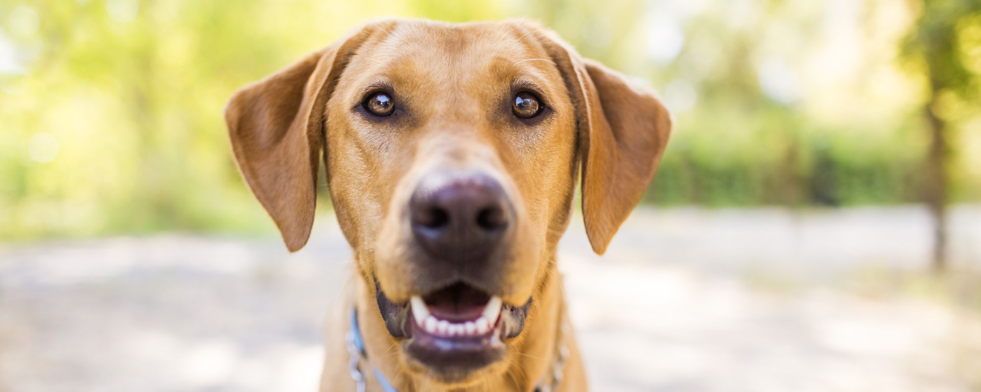 Коронавирусная инфекция у собак: причины, симптомы и лечение
