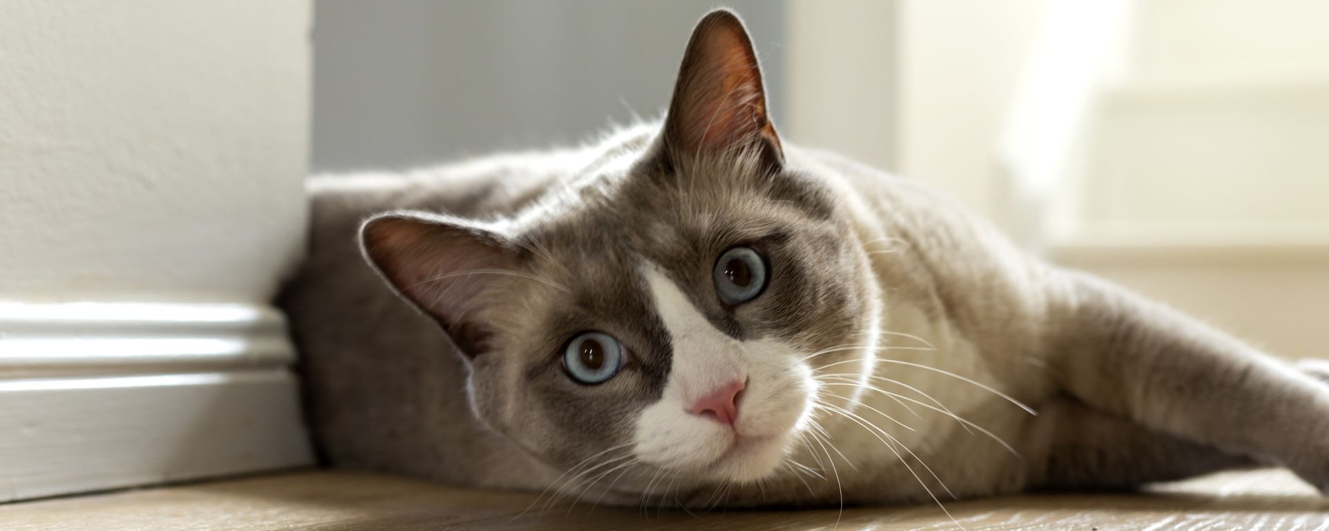 Коронавирус у кошек - симптомы, лечение, как передается