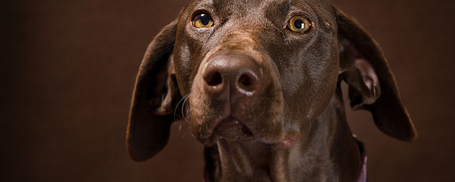 Холецистит у собак: причины, симптомы, лечение и питание