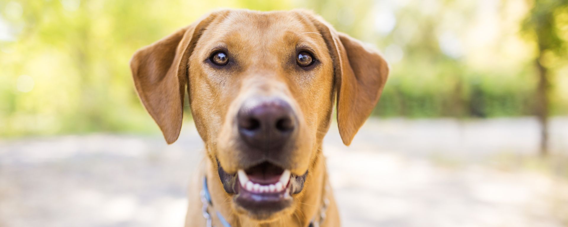 Бронхит у собак – симптомы и лечение