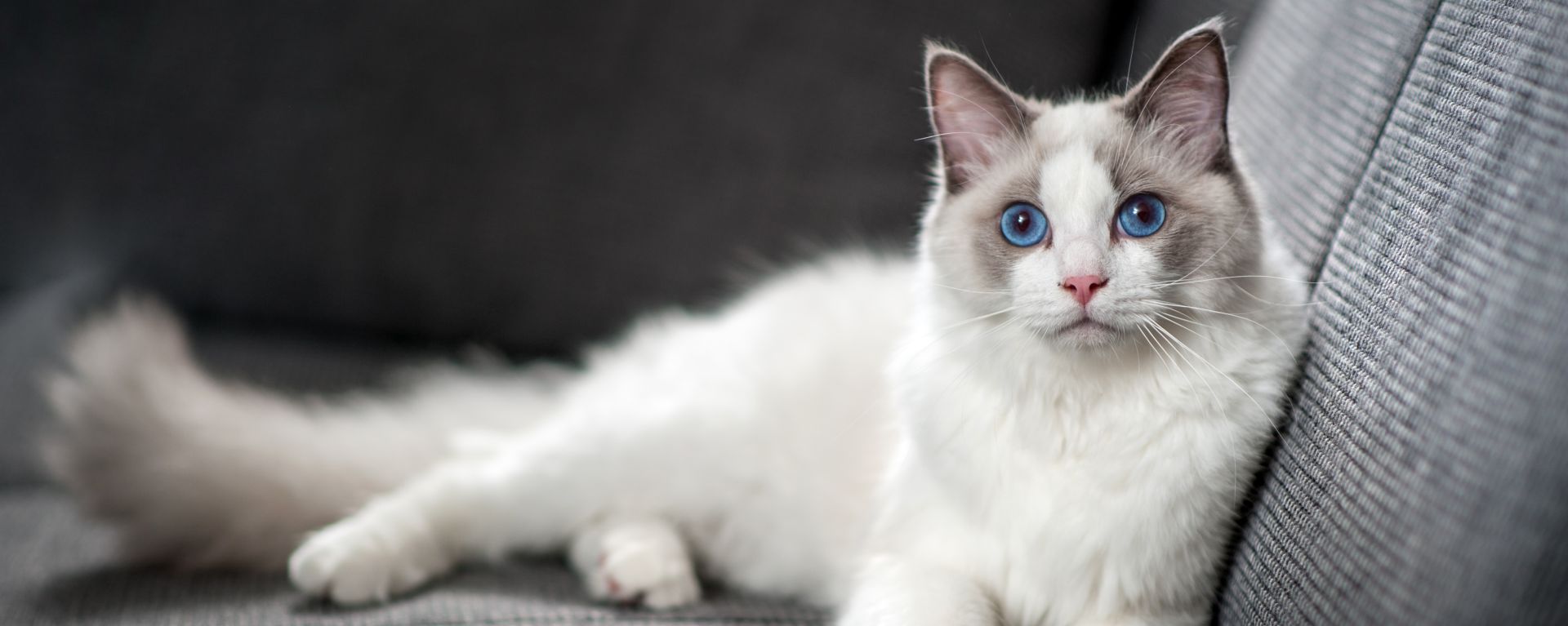 Токсоплазмоз у кошек - симптомы, лечение, как передаётся человеку