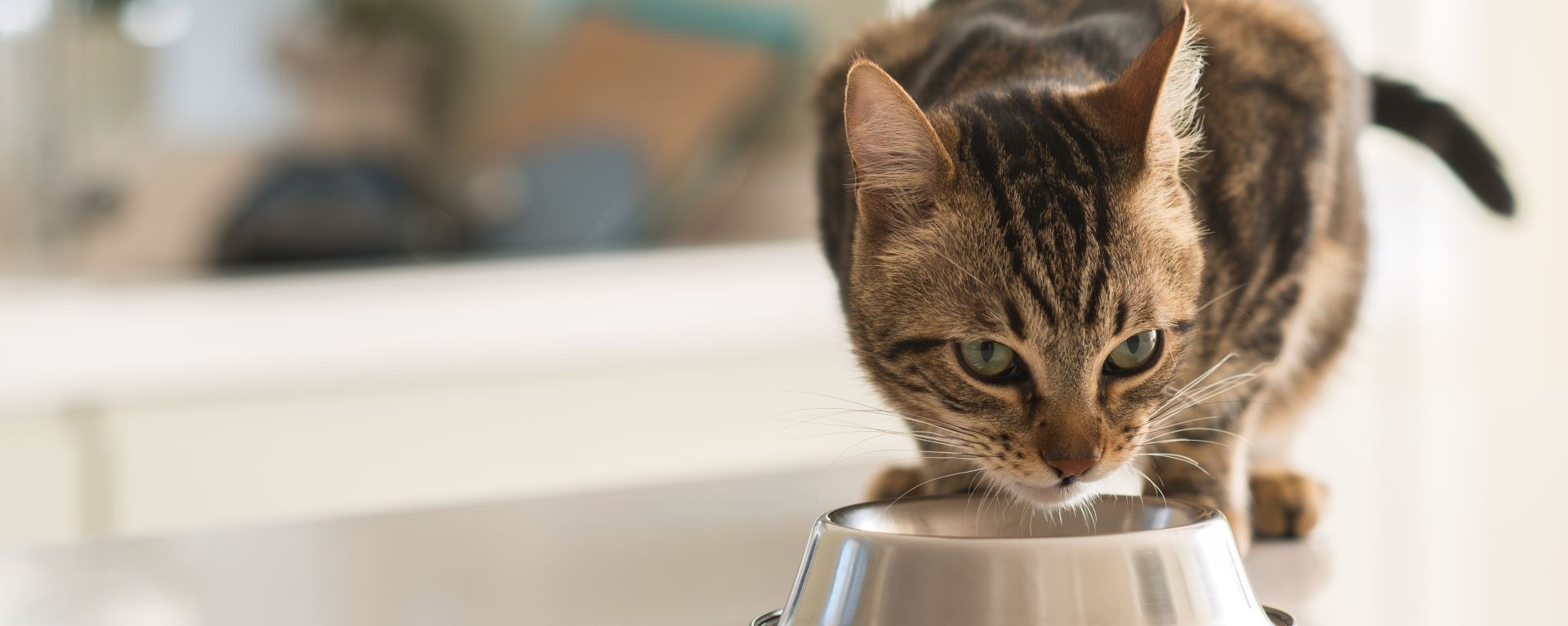 Язва желудка у кошки - симптомы, лечение, чем кормить