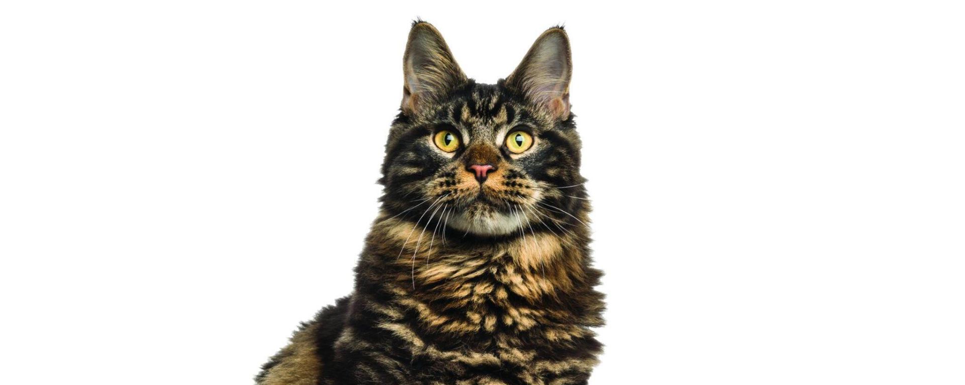 Мейн-кун: описание породы, характер кошки, чем кормить, сколько живут