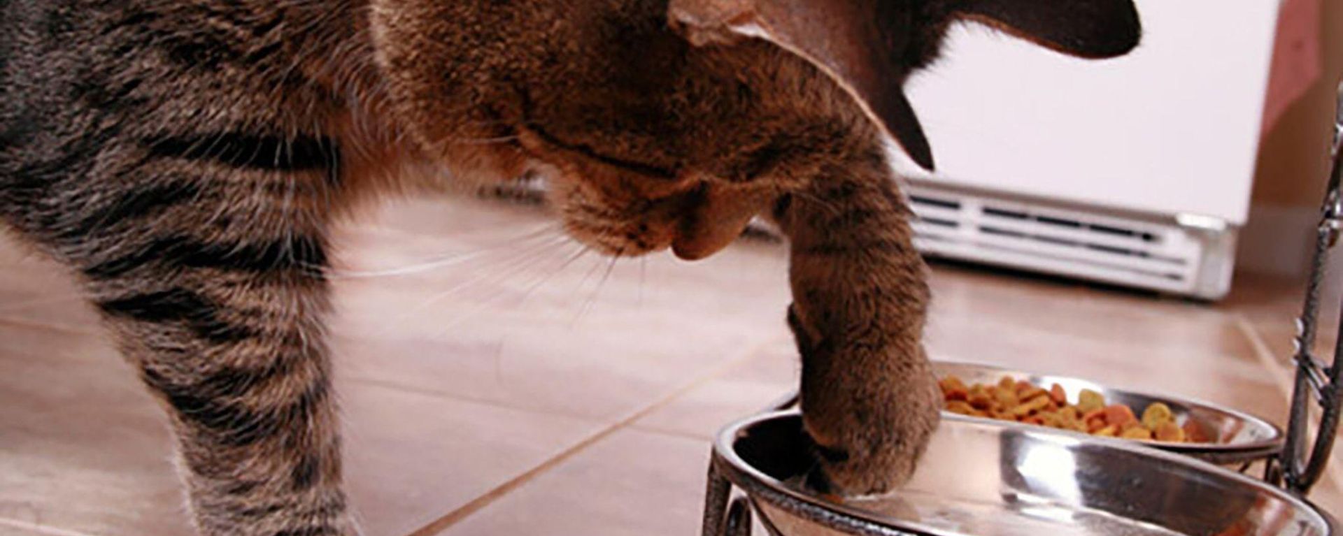 Кошка закапывает миску с едой - что это значит и как отучить?