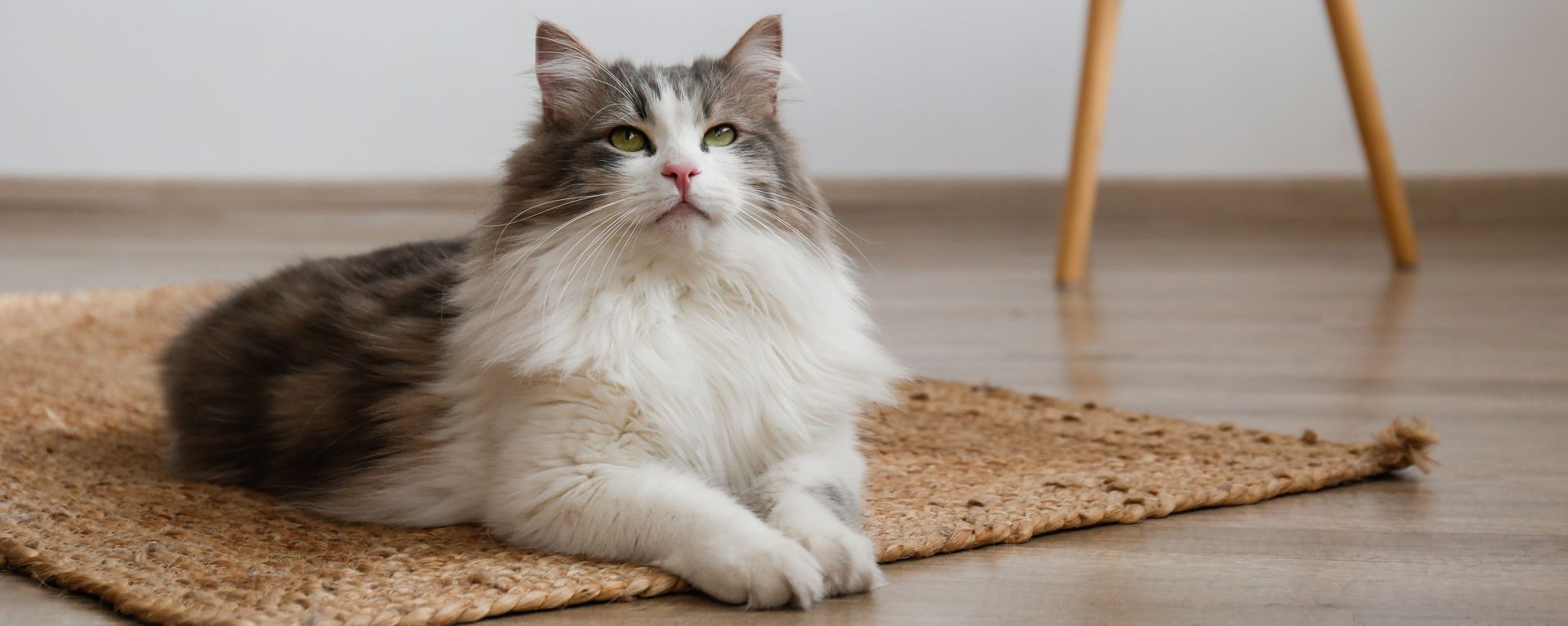 кошка на коврике