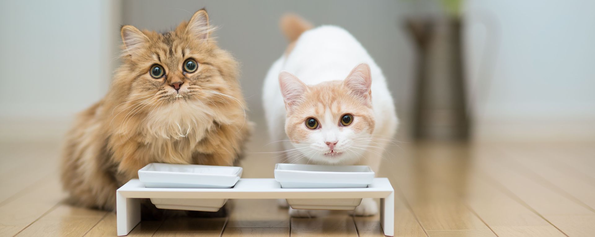 Кошки у миски