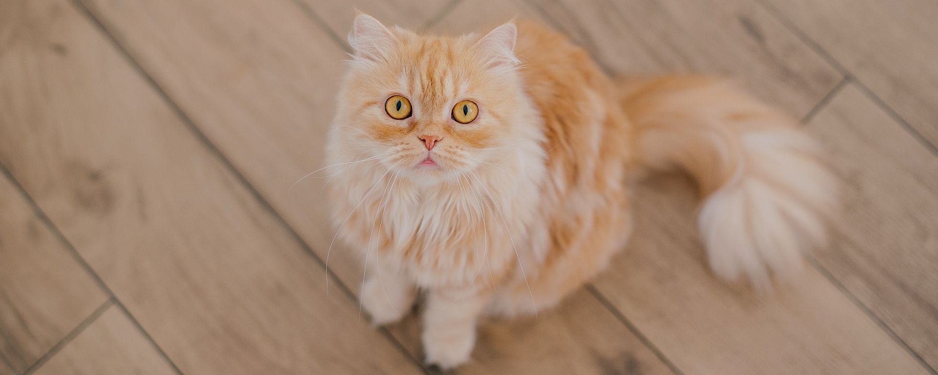 Повышенное слюноотделение у кошки