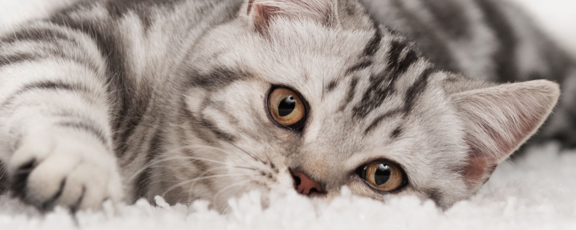 Как отучить кота метить