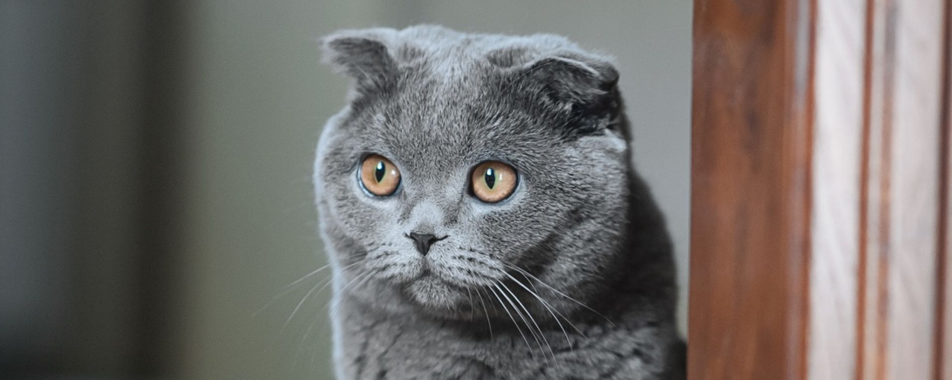 Шотландская вислоухая кошка
