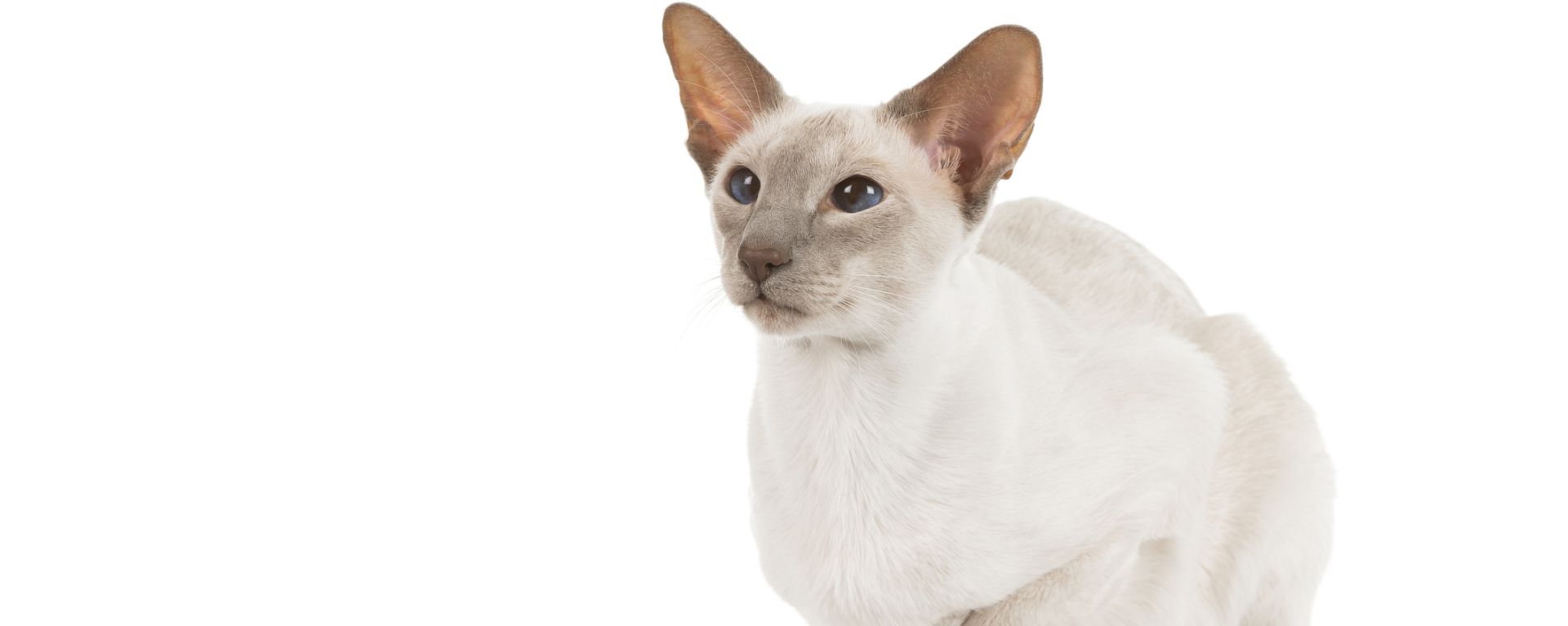 Сиамская кошка