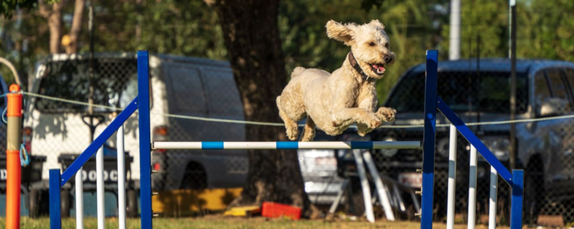 Аджилити - фото