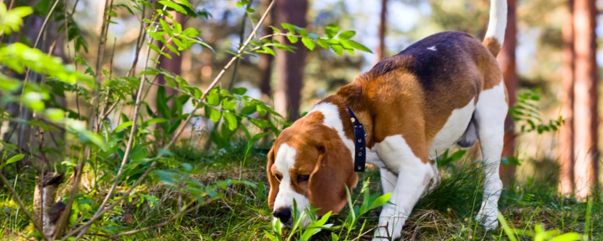 Ноузворк - фото