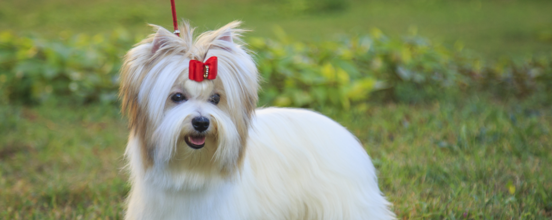 Бивер-йоркширский терьер