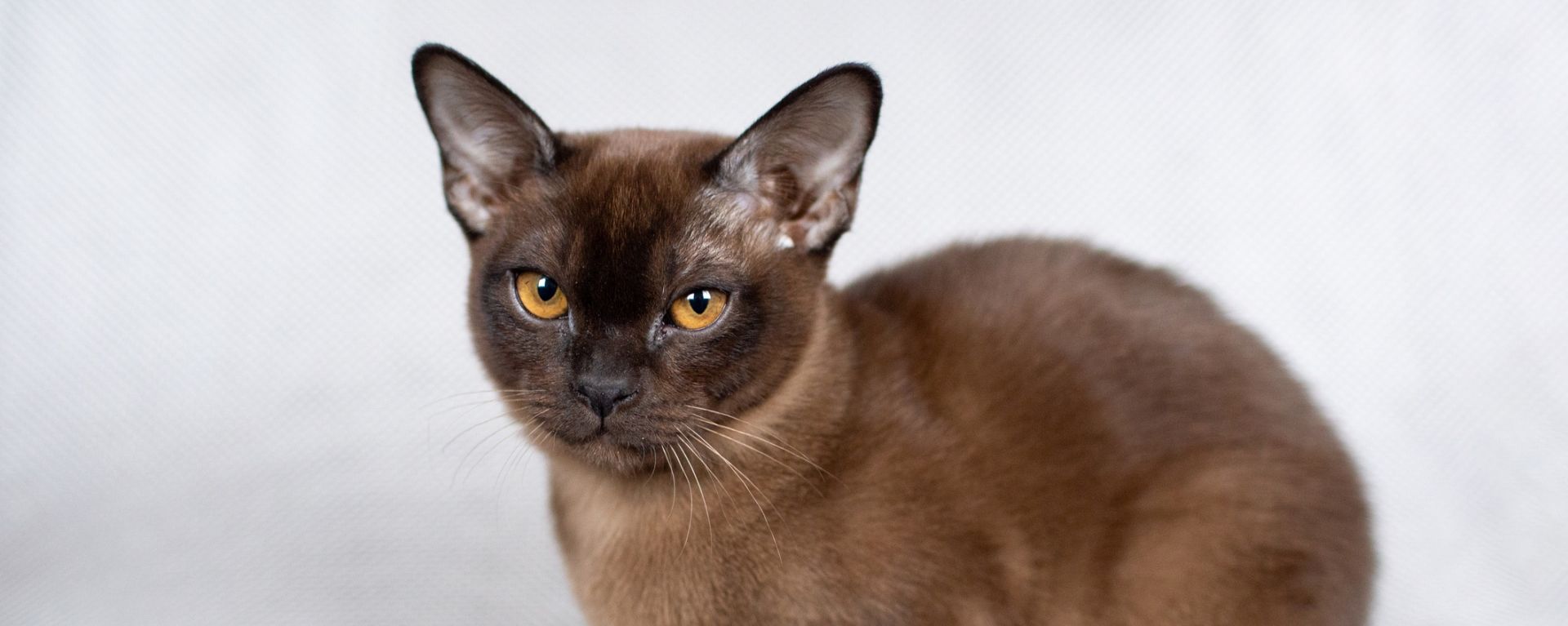 бурманская кошка