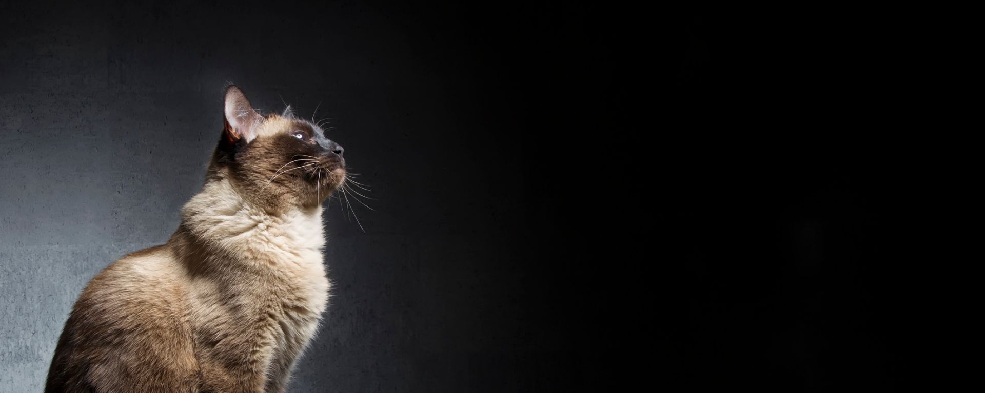 Почему кошка мяукает по ночам без причины