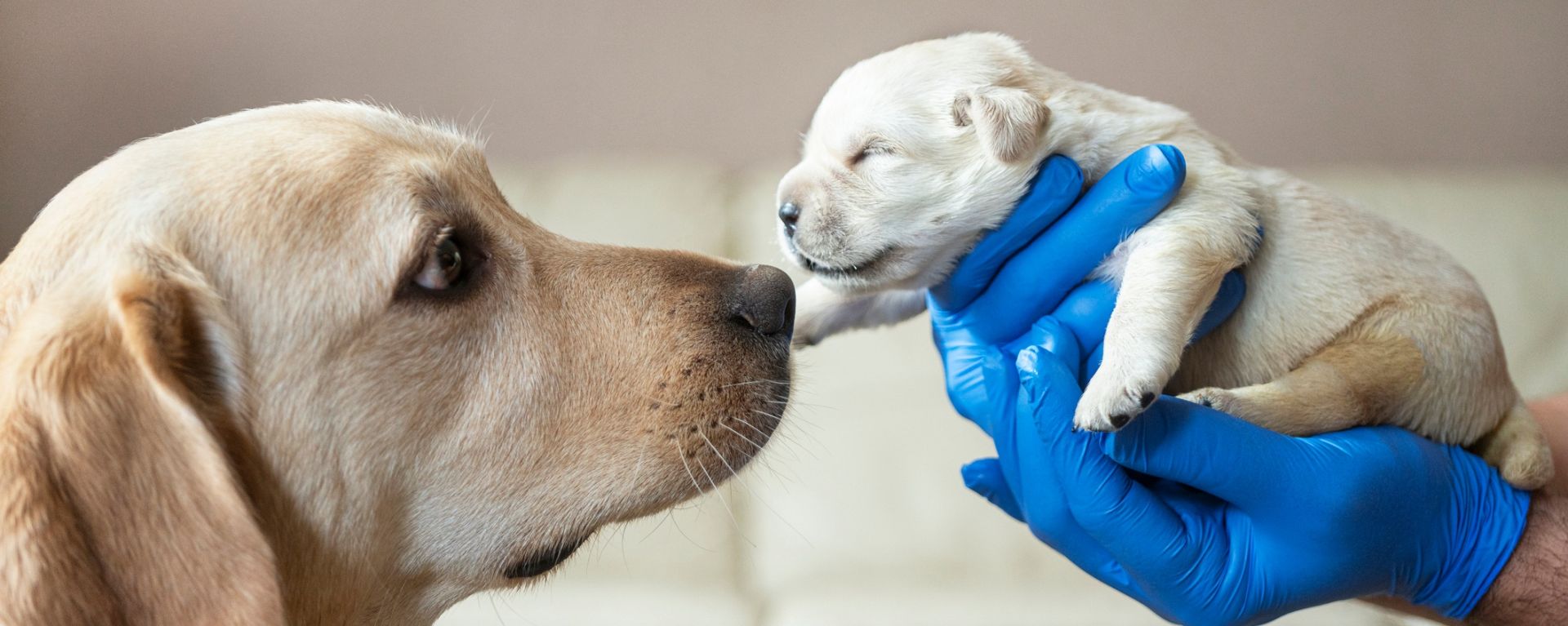 Чем кормить собаку во время беременности и после родов