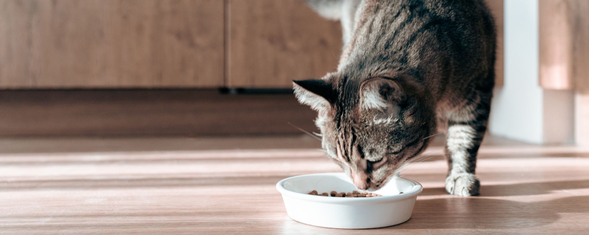 Чем кормить кастрированного кота?