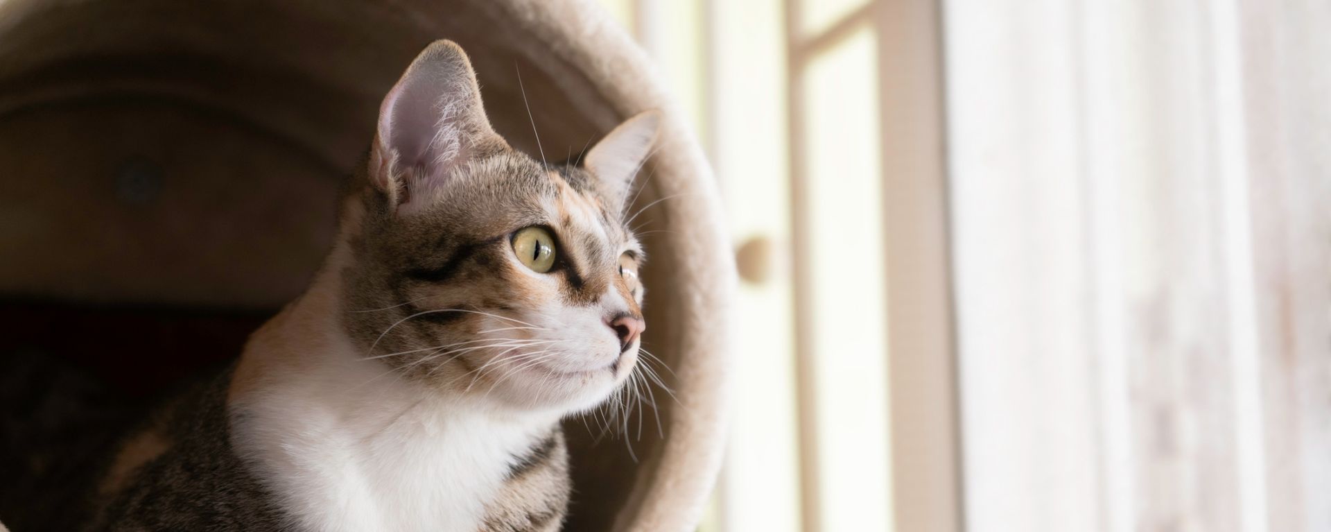 Уход за кошкой после стерилизации