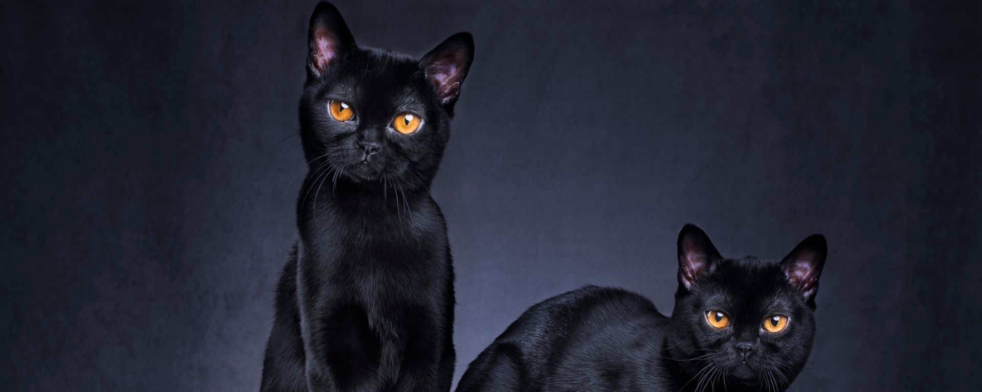 Бомбейская кошка