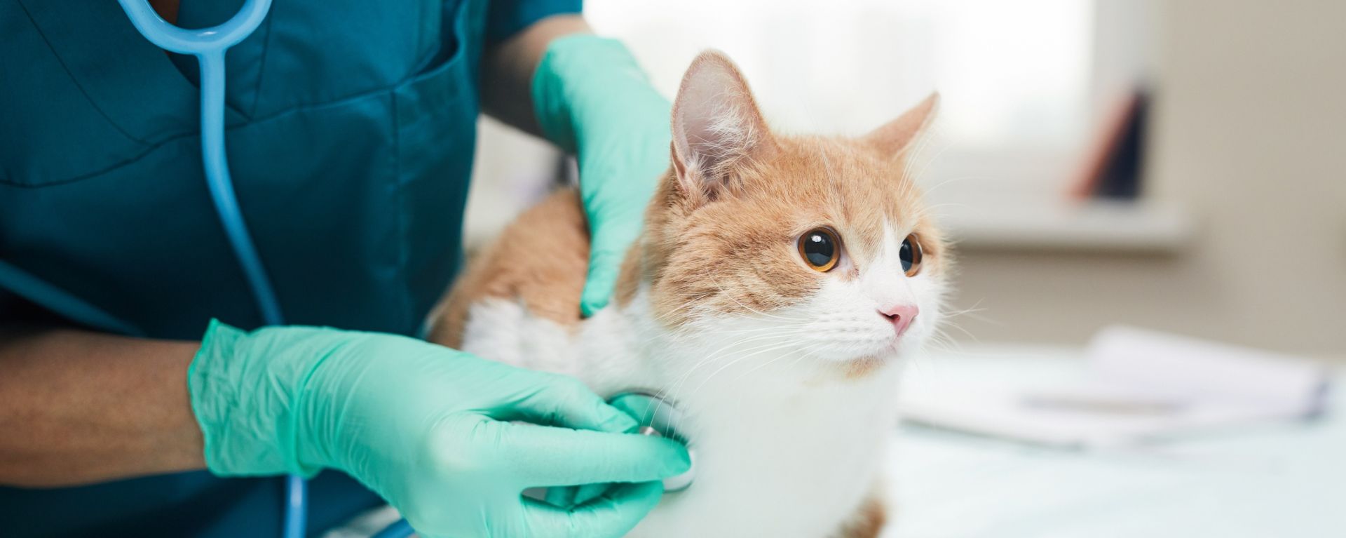кошка и ветеринар