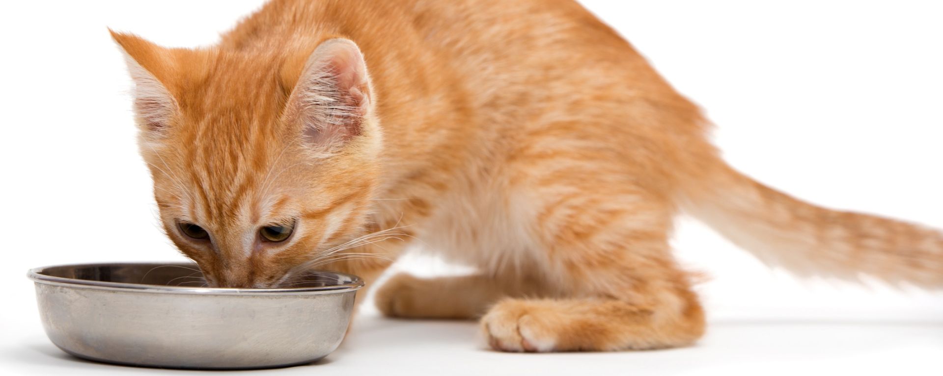 котенок пьет из миски