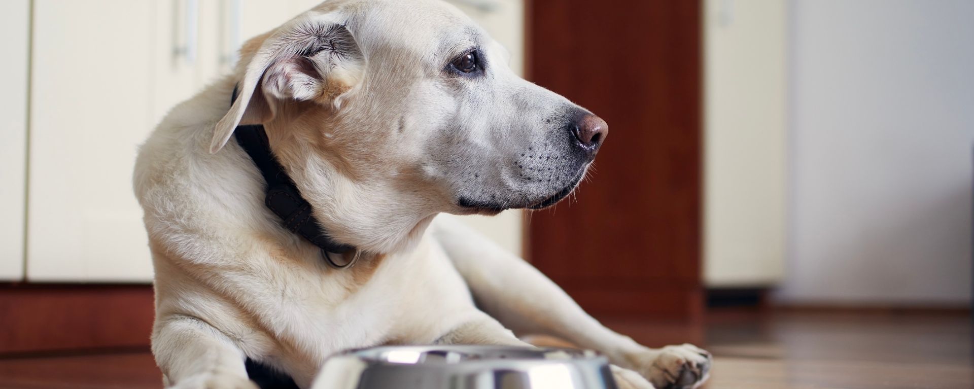 собака с миской