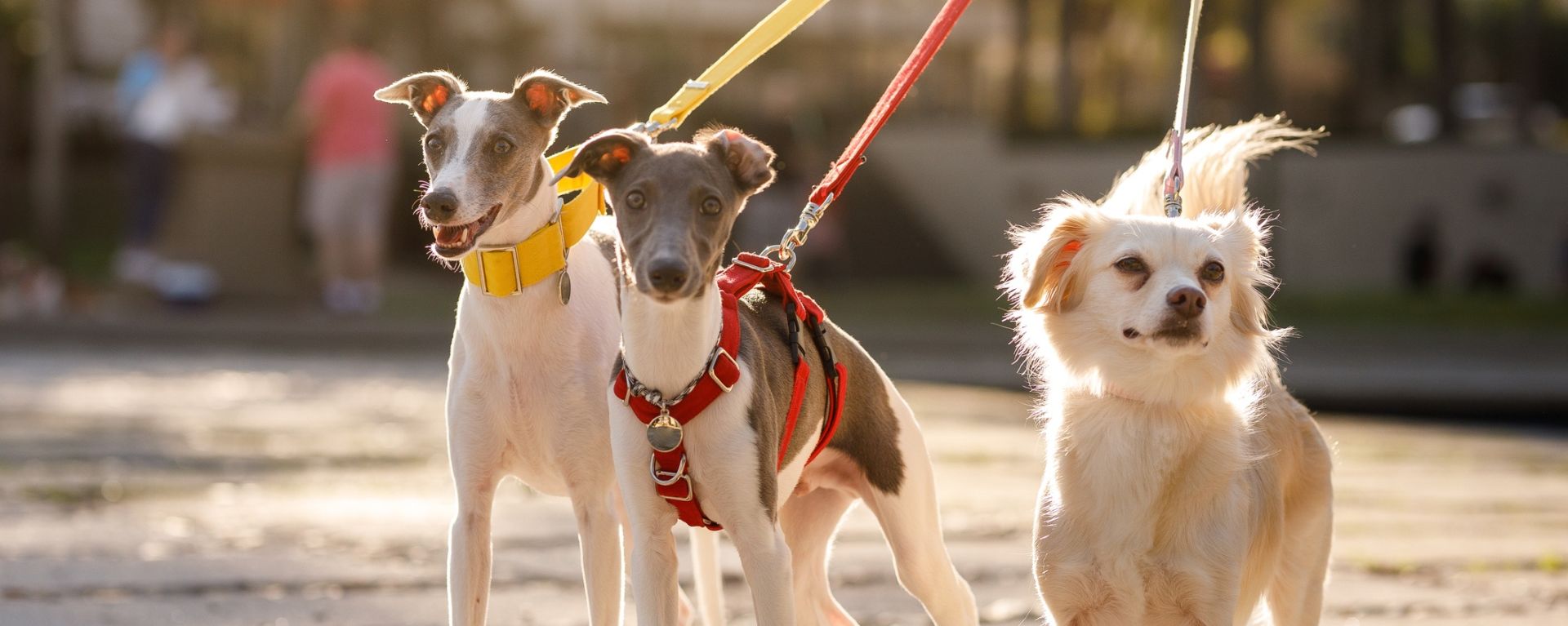 собаки на шлейке и ошейнике
