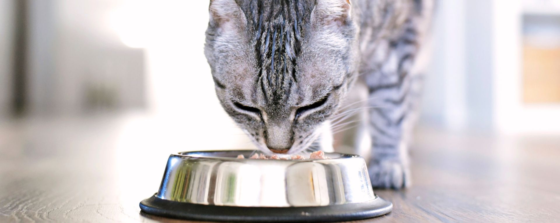 кошка ест из миски