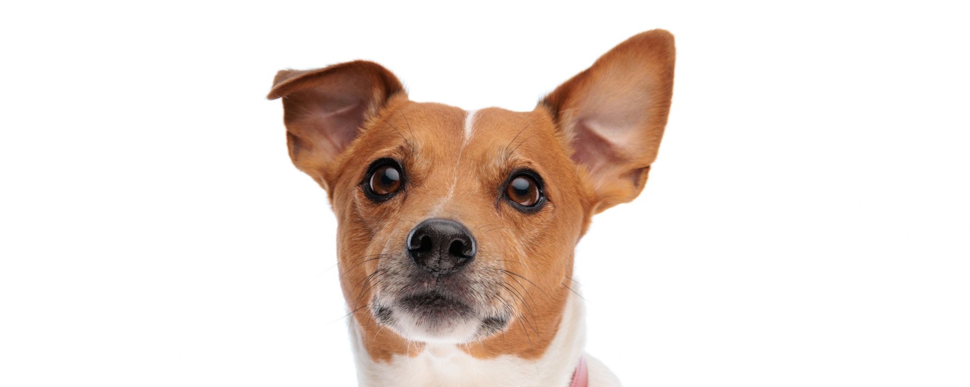 собака на белом фоне