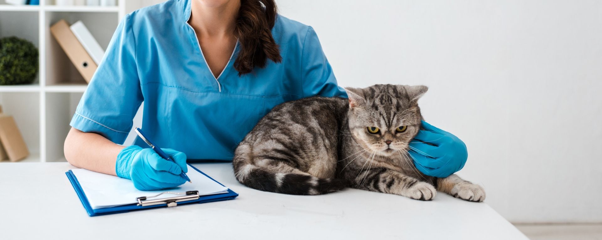 кошка и ветеринар