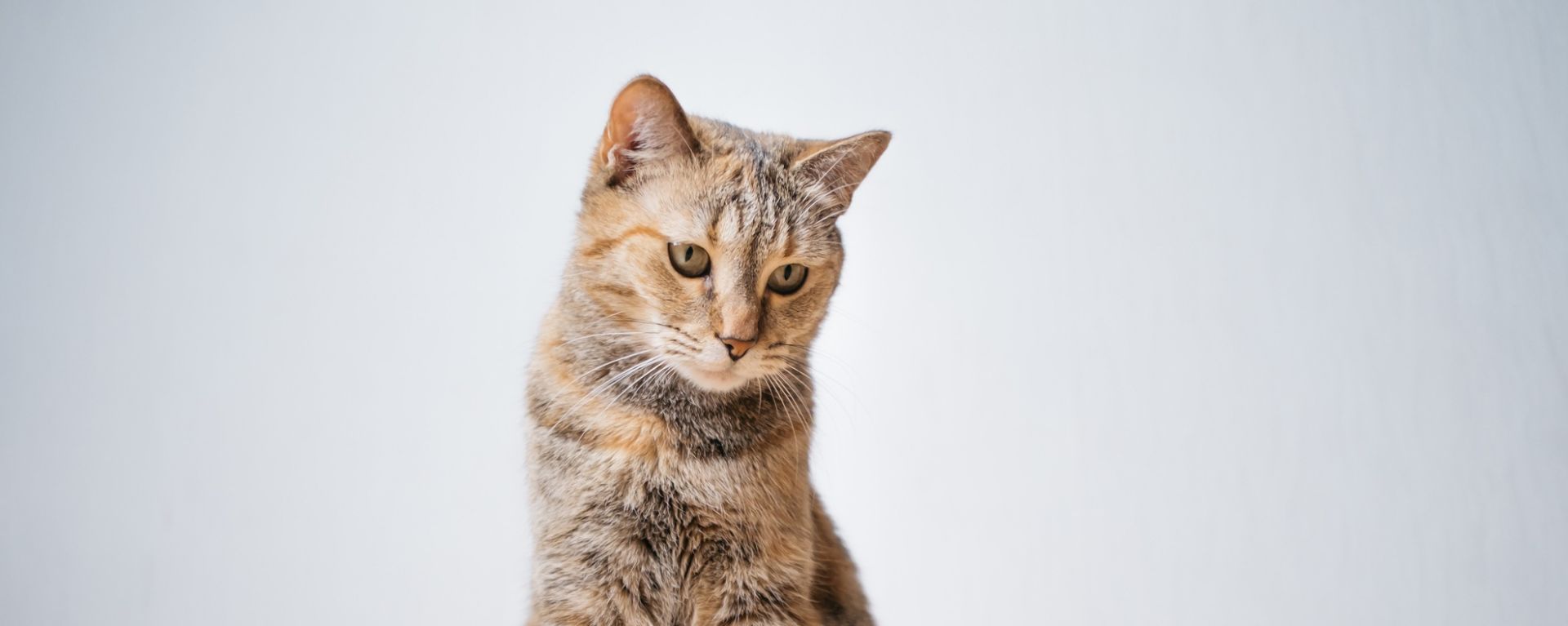 Кошка ест много, но худеет