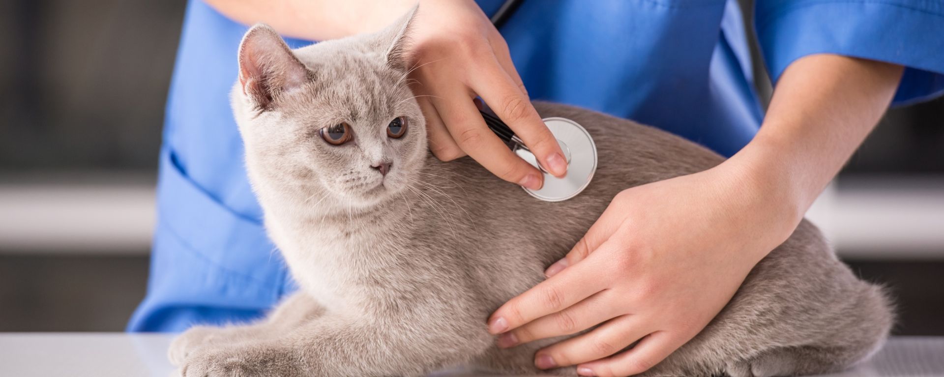 Гипергликемия у кошек