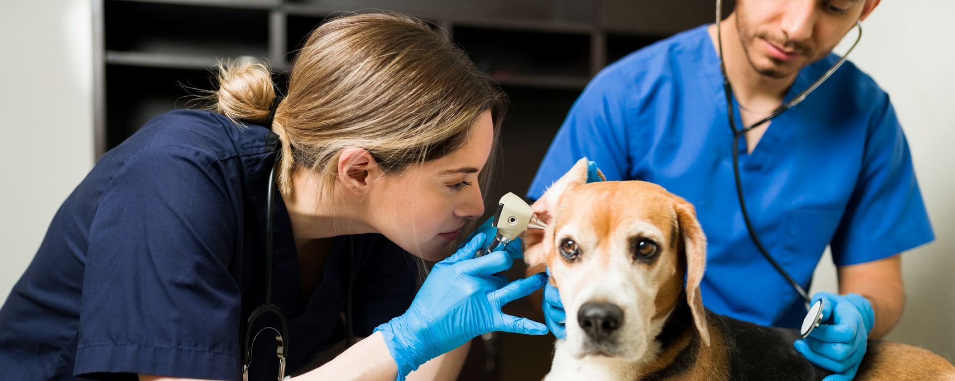 отит у собак