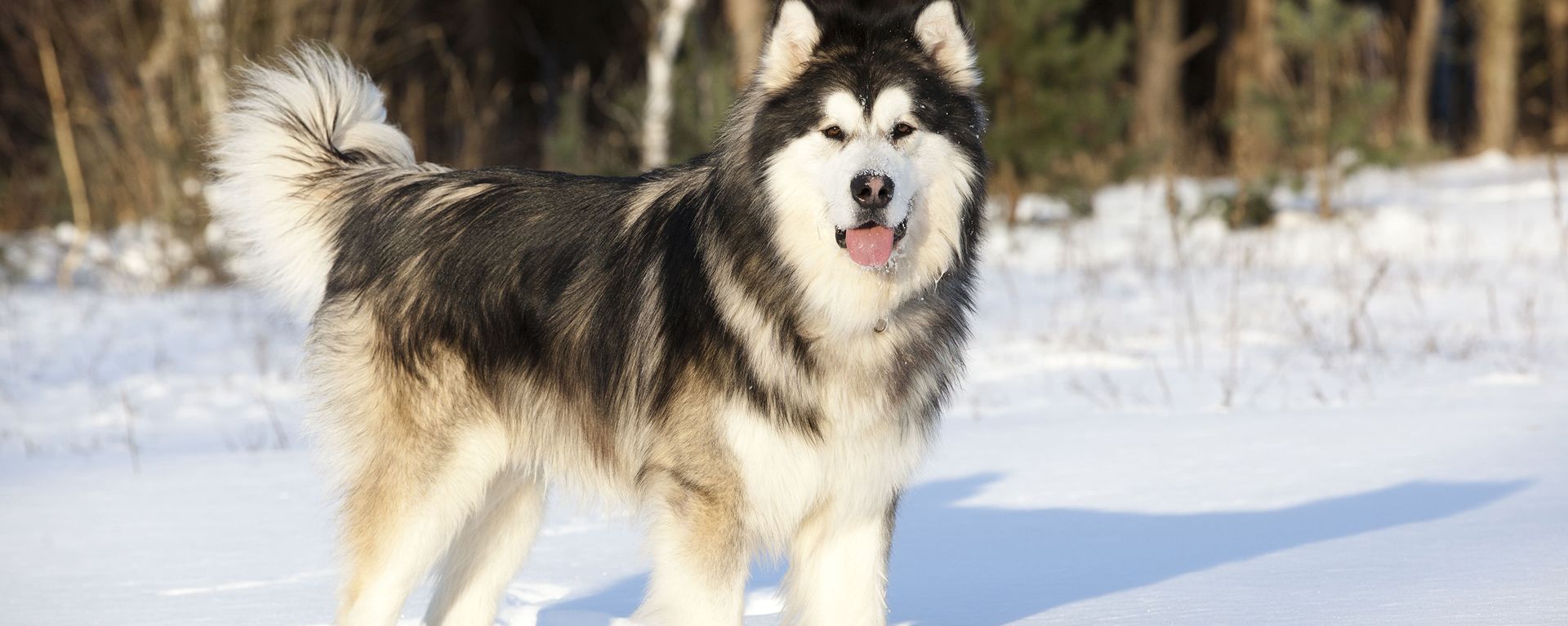 Как помочь собаке привыкнуть к снегу 