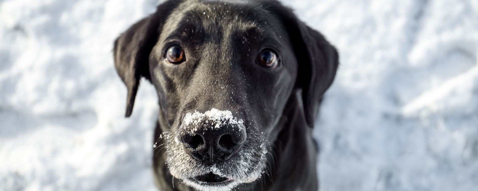 Как понять, что собаке холодно на прогулке 