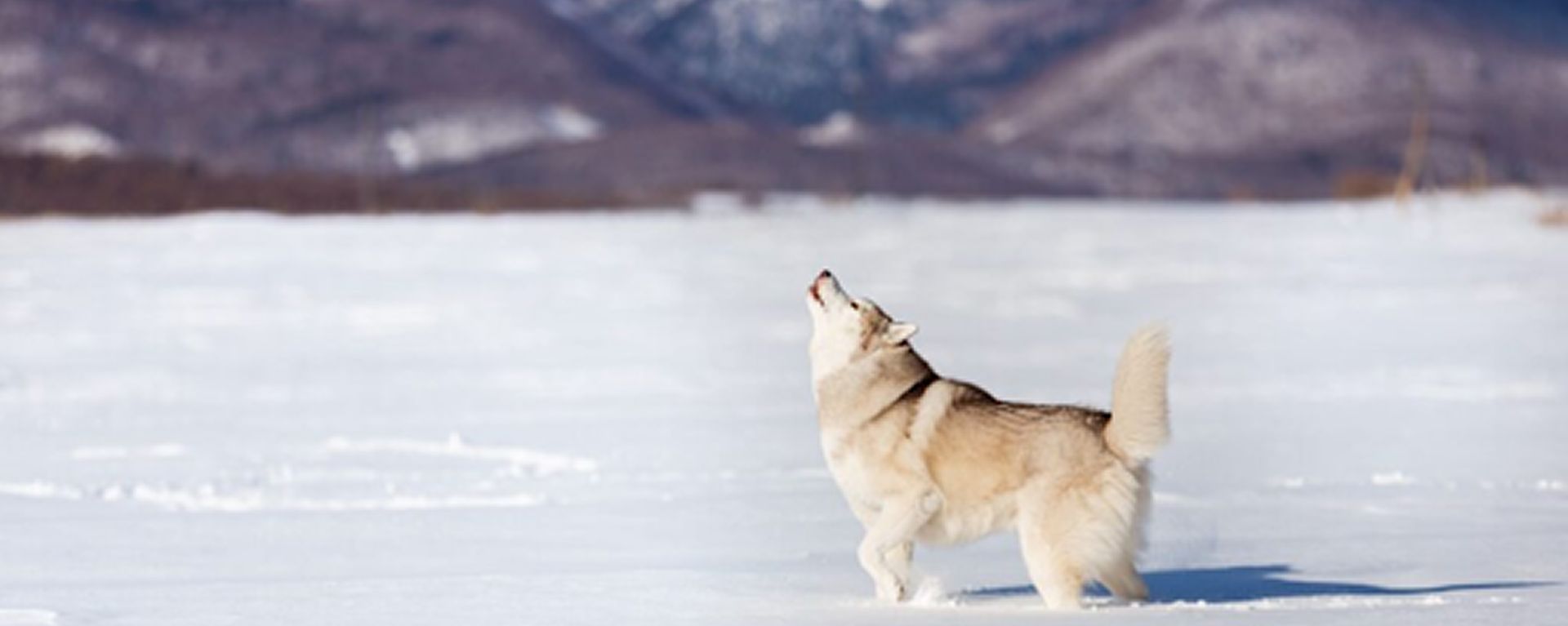 Как защитить собаку от обморожений