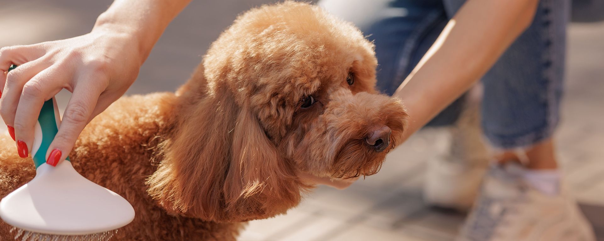 Линька у собак зимой