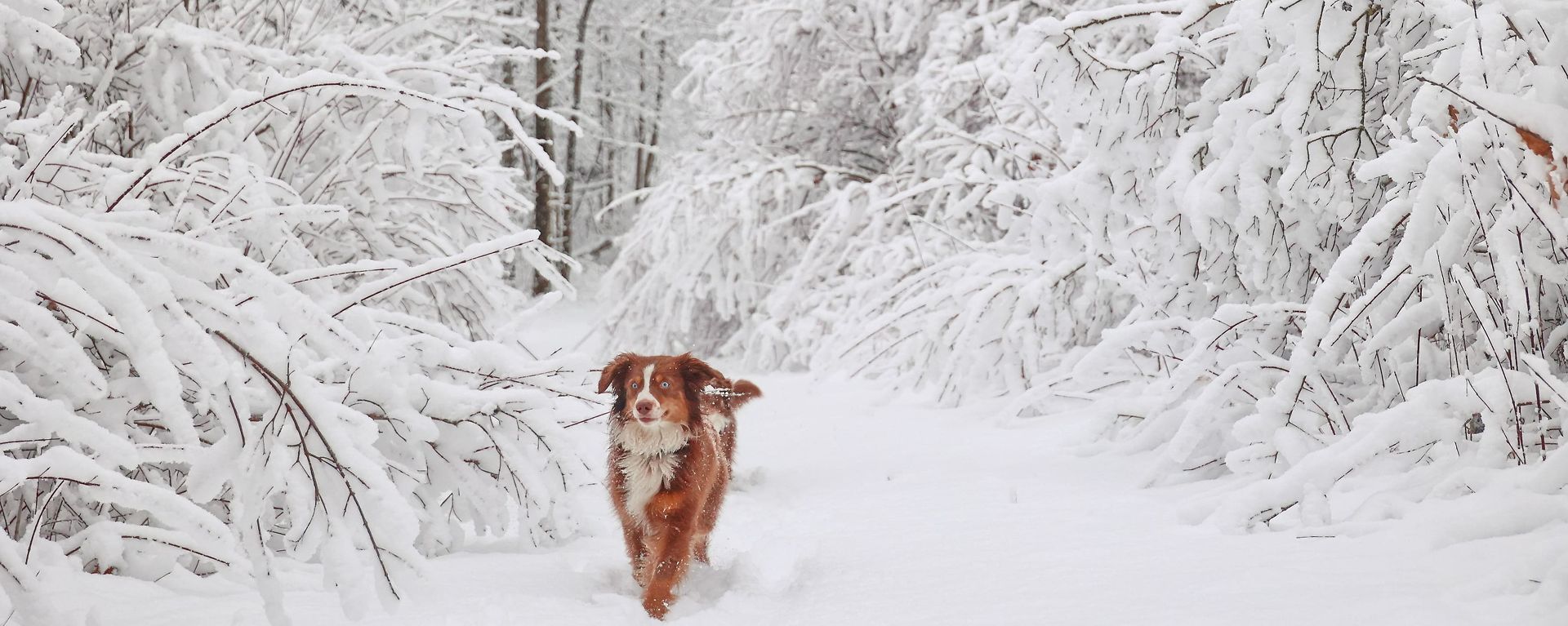 Прогулки с собакой в зимнее время 