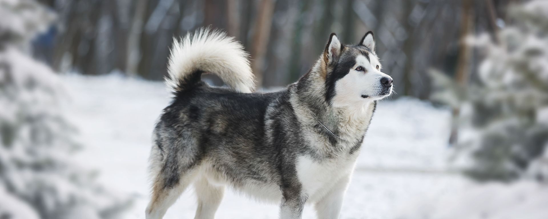 Сколько времени требуется для прогулок с собакой зимой 
