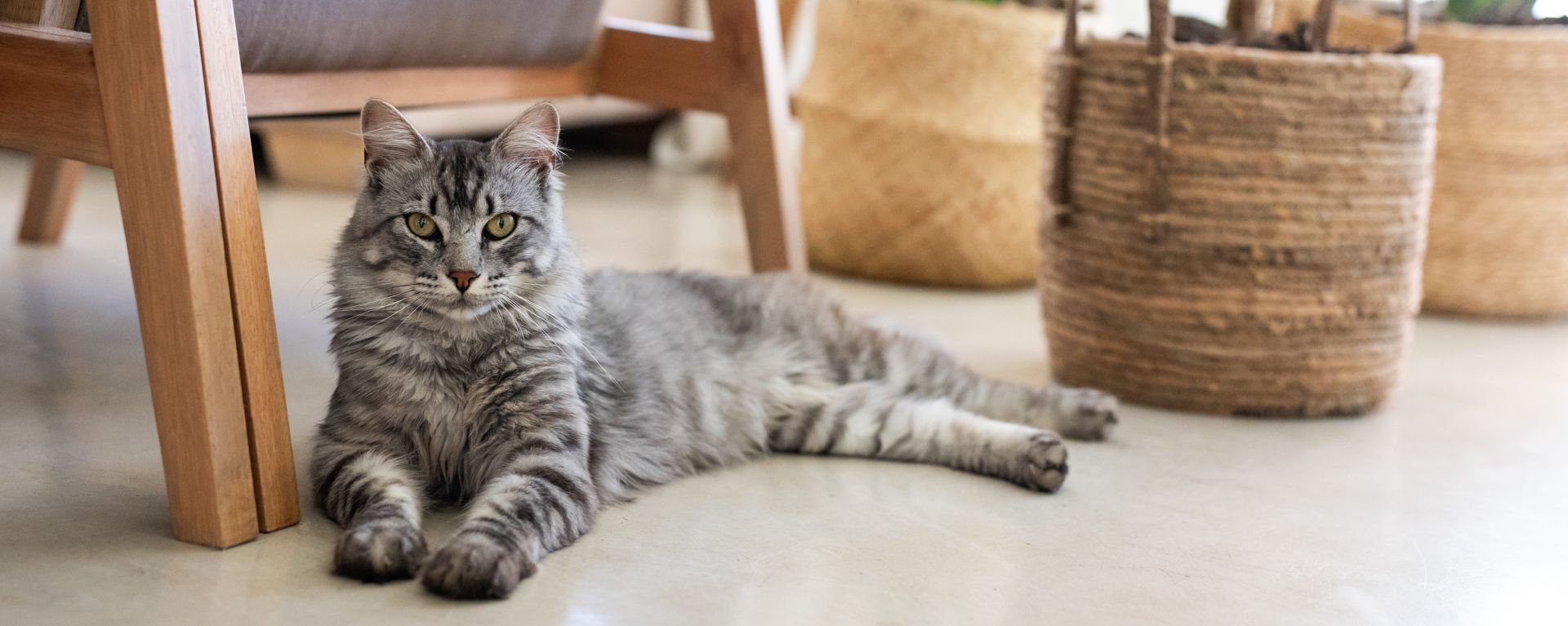 Витамины для кошек