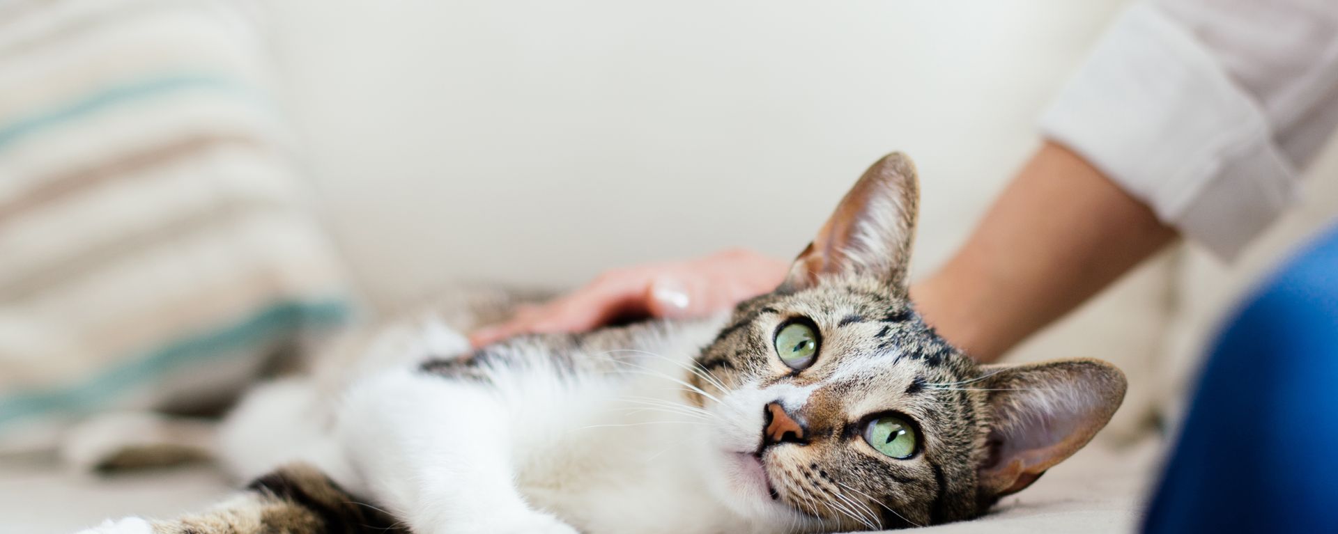 Аллергия на кошек