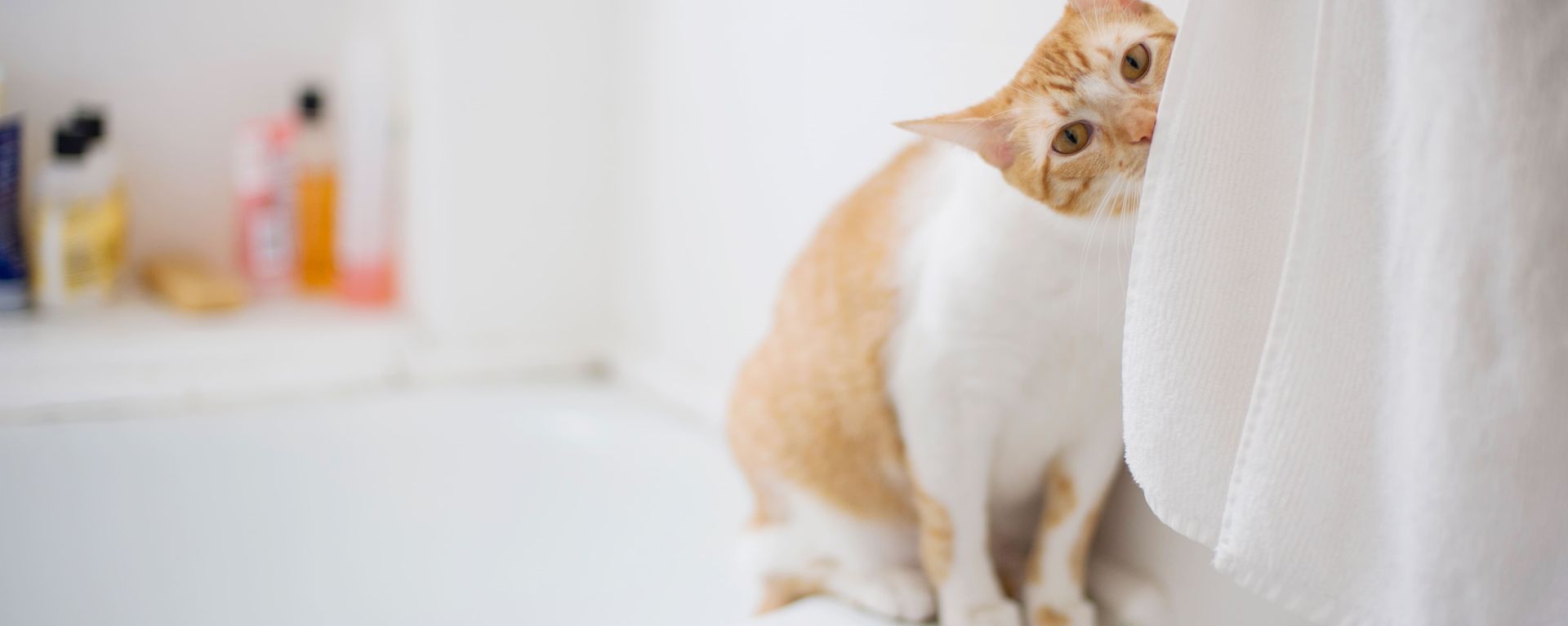 купание кошки