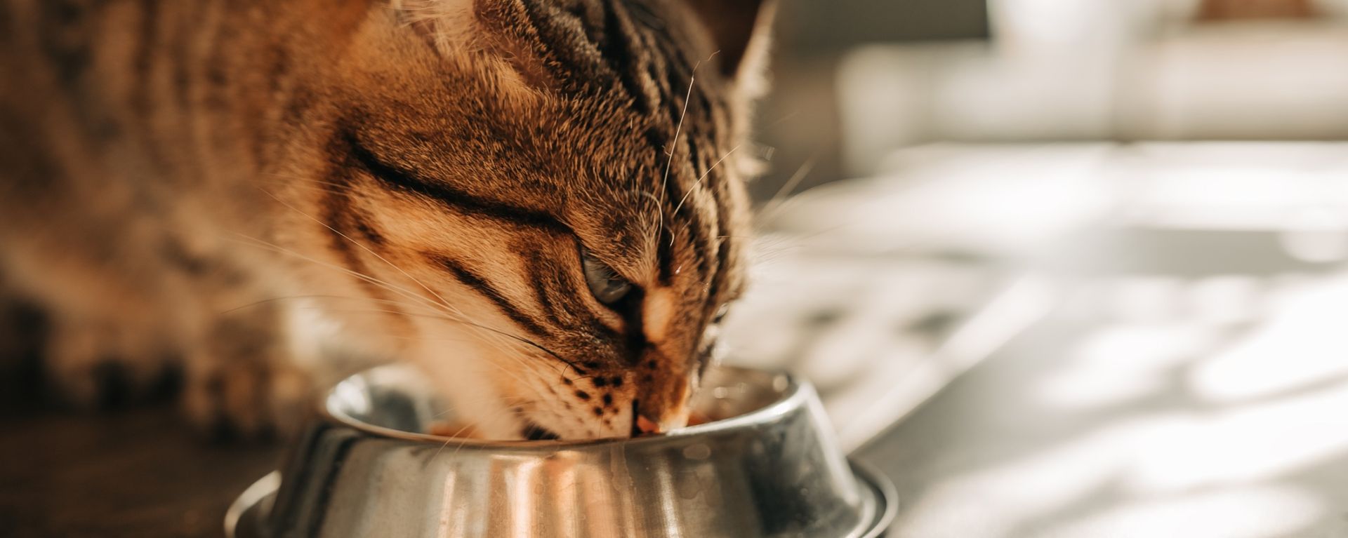 кошка ест из миски