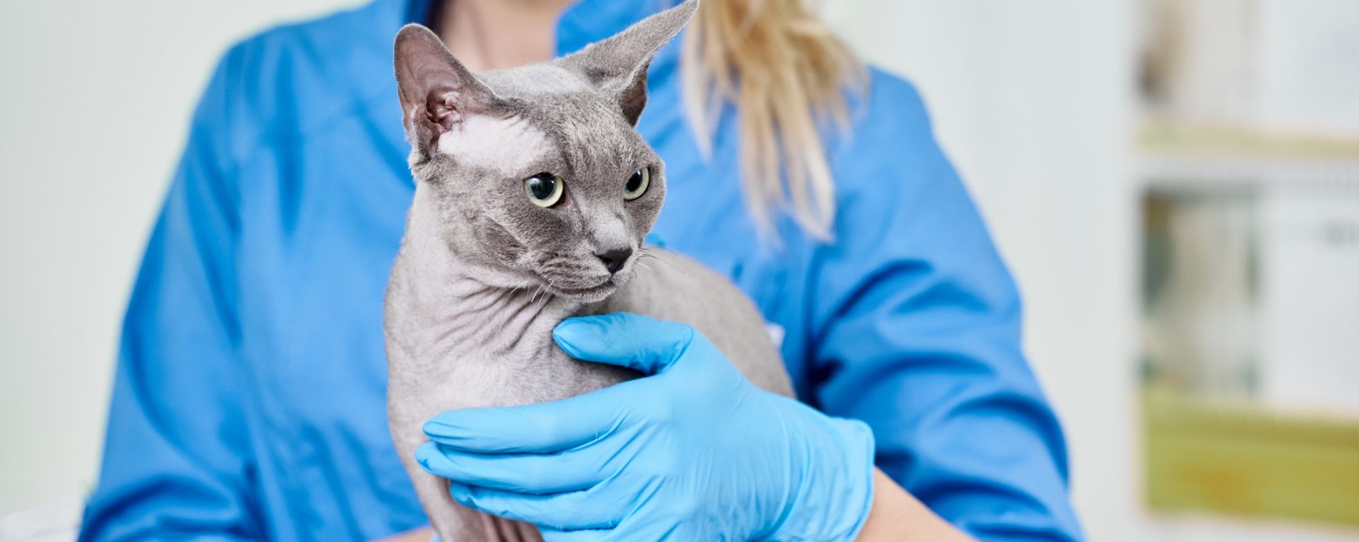 кошка и ветеринар
