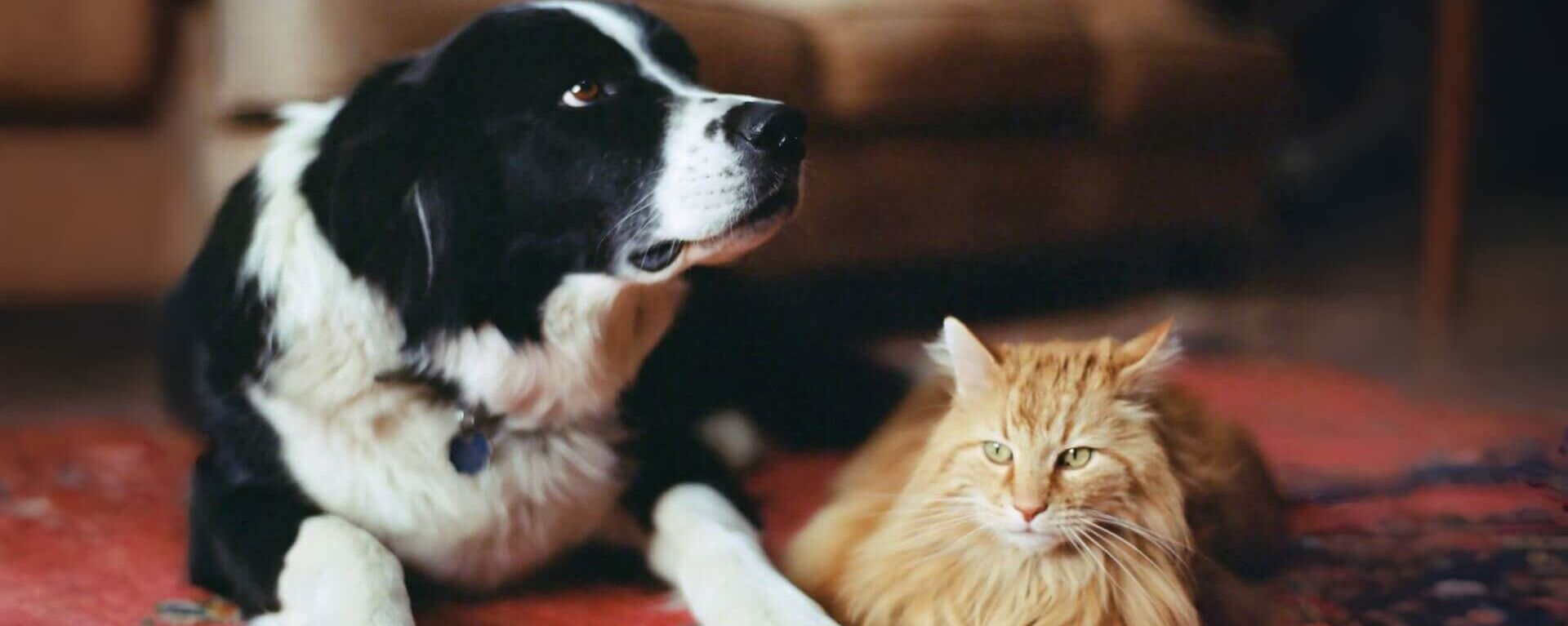 кошка и собака