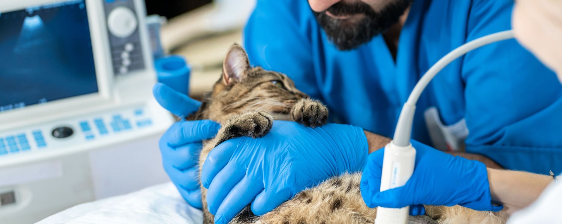 Беременность кошки
