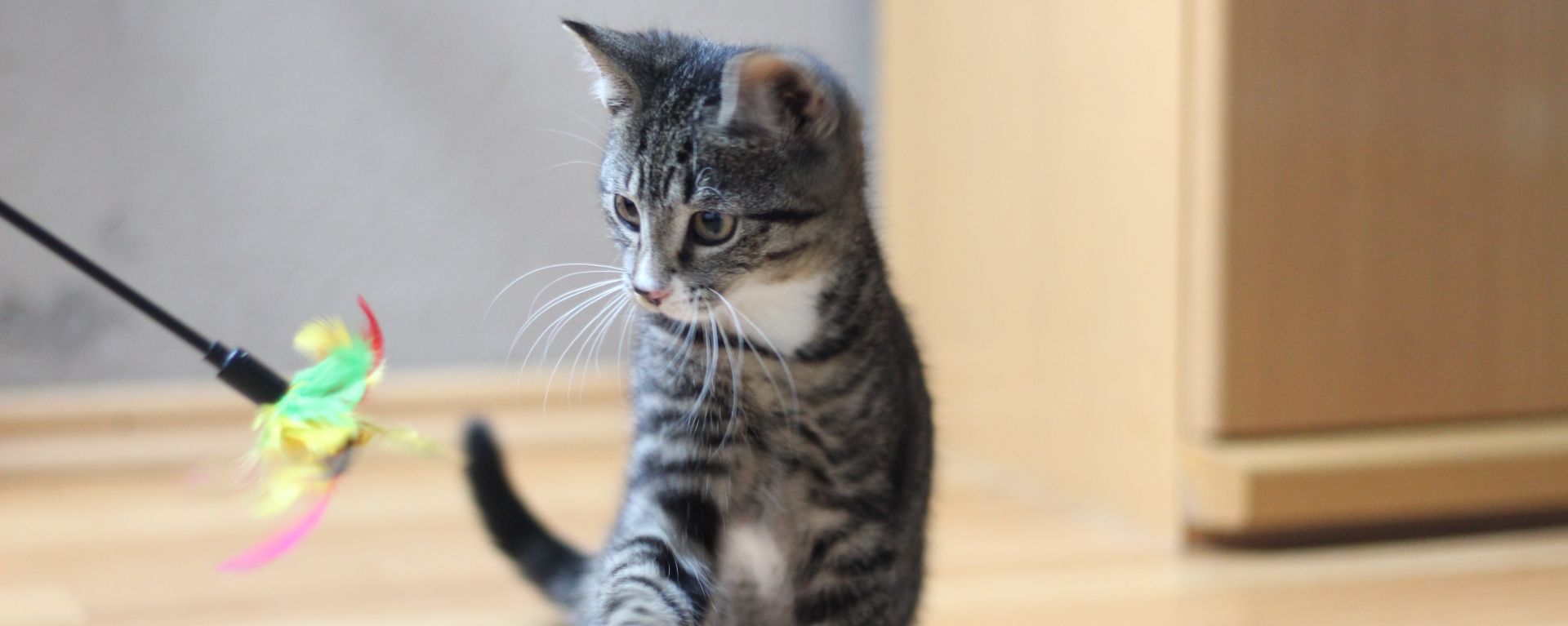 котенок