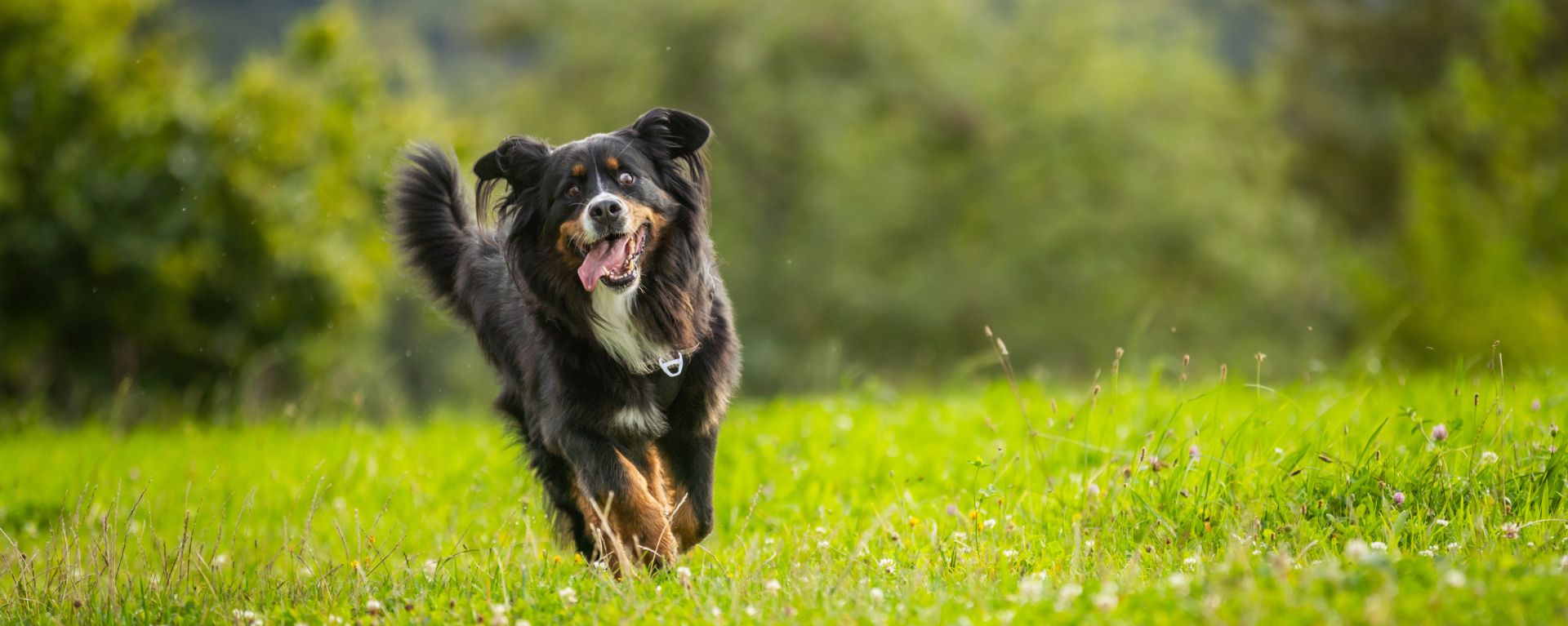 Бернский зенненхунд
